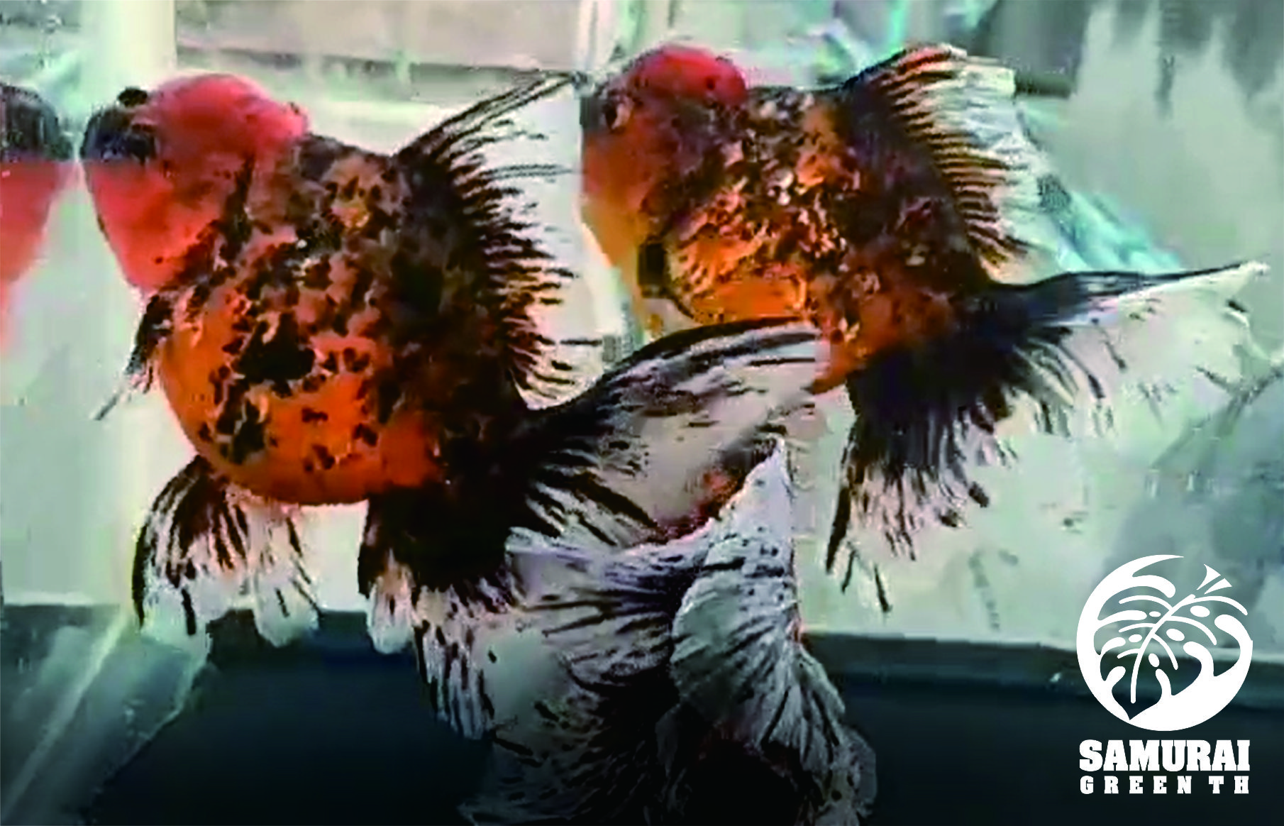 タイ産 オランダ獅子頭 キャリコカラー  A32