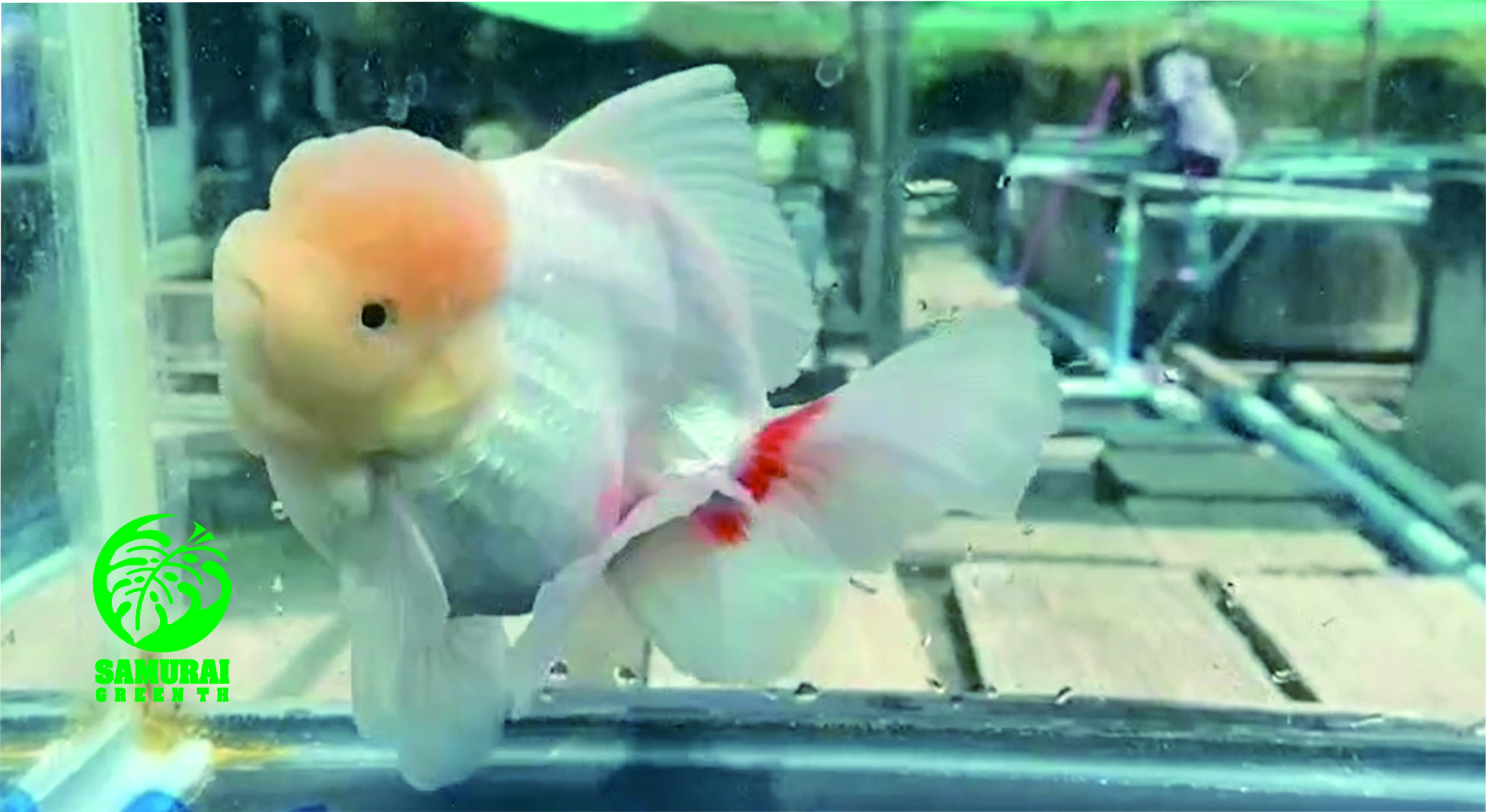 タイ産 オランダ獅子頭 紅白ショートテール A33