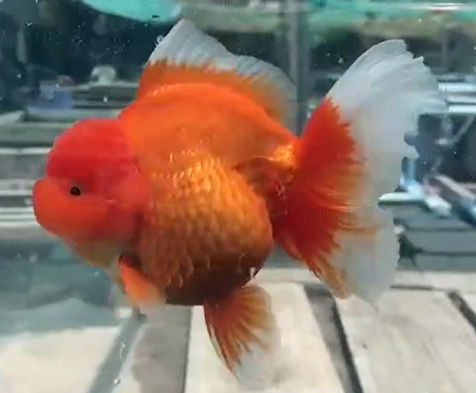 タイ産 オランダ獅子頭 紅ショートテール B50