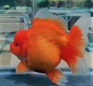 タイ産 オランダ獅子頭 紅ショートテール B51