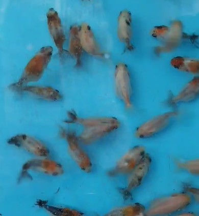 タイ産 キャリコ稚魚 B72
